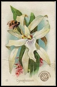 13 Orchid, Cynoglossum